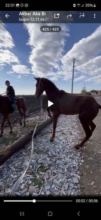 Ot (Той) эркак  2 еш, Киргиздан совгага келган, тепмайди, тишламайди