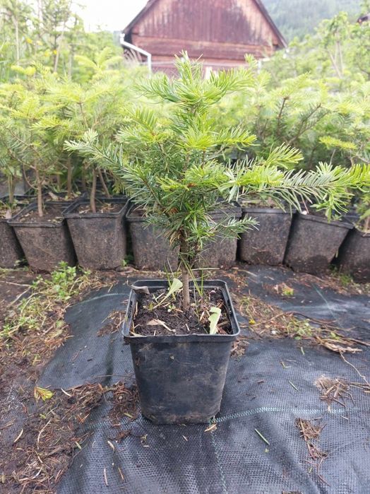 Puieti brad alb Abies alba la ghiveci P11- plantare 12 Luni/an