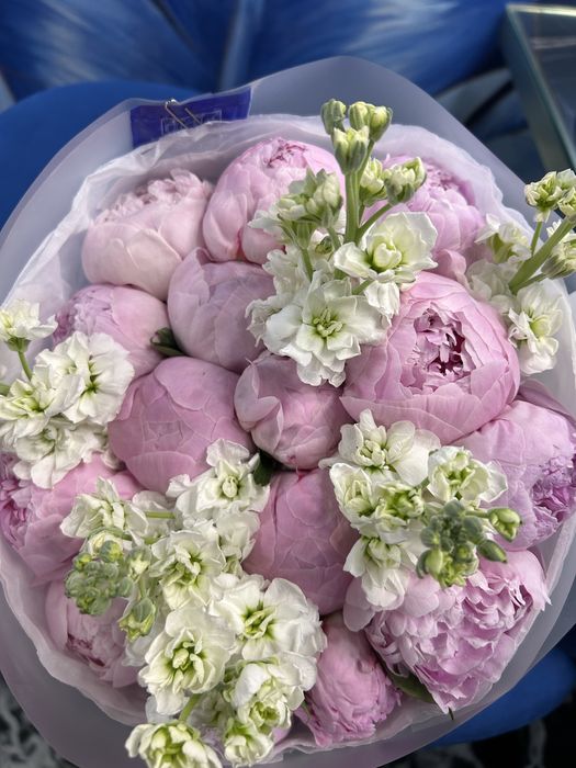 продам пионы ,15 штук