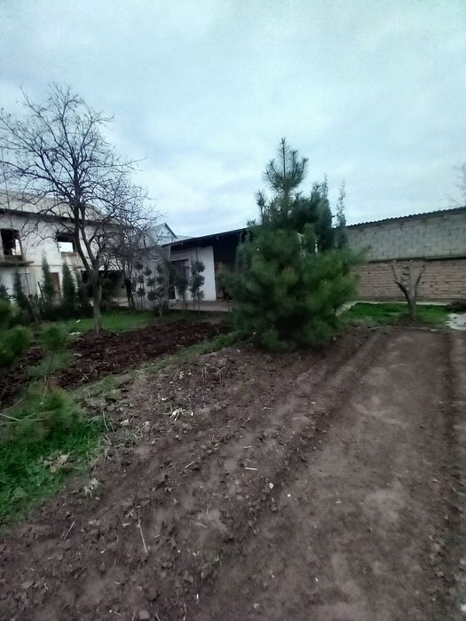 Archa sotiladi qirim sasna