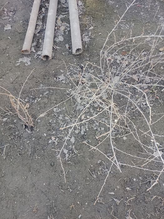 Саженцы крыжовника