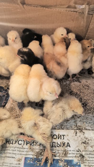 Продам клушки Брамы