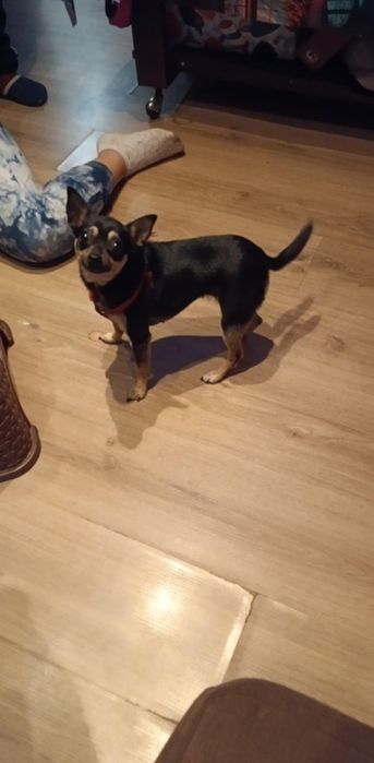 Кученца момичета