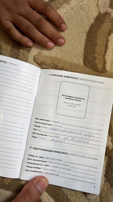 Продаю кошку за 20 000тг