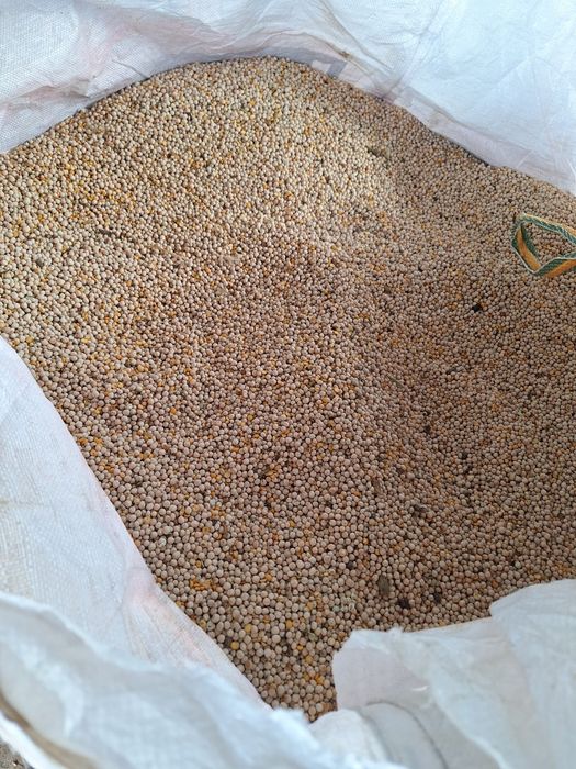 Mazare furajera 2025