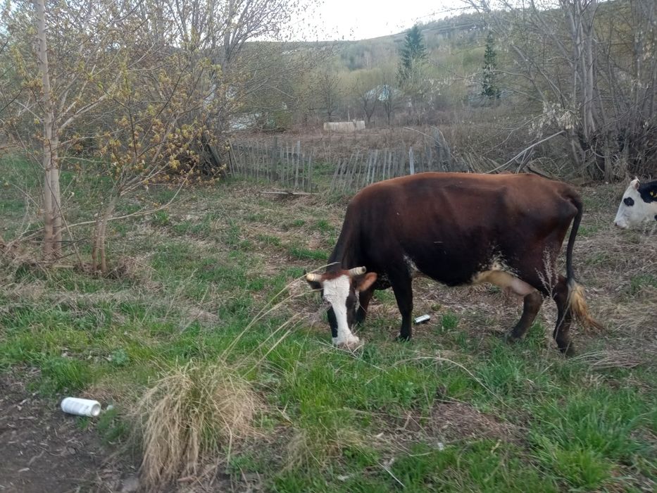 Продам двойных коров