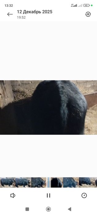 Бычок 10 месяц Ангус Сементал