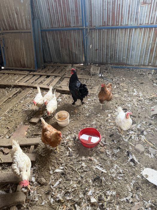 Продам перуха и курицу