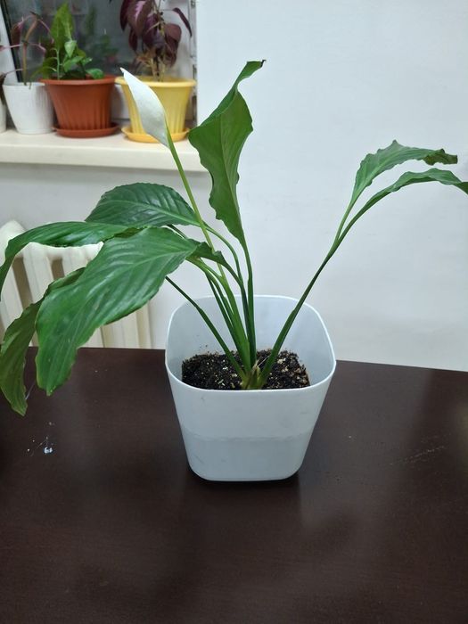 Комнатные  цветы