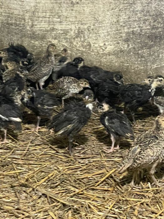 Pui de fazani comun si tenebros la 3 saptamani varsta