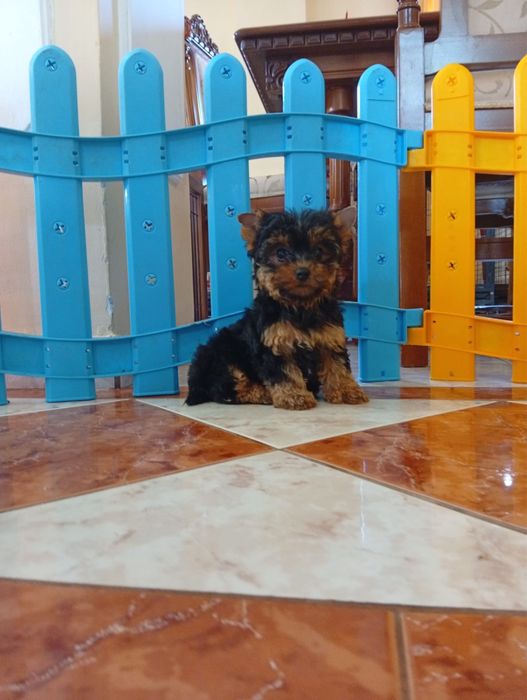 Yorkshire terrier baietel