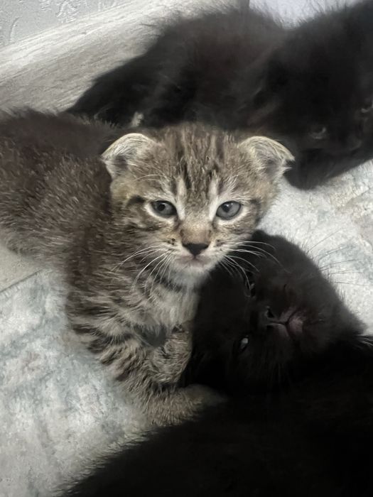 Котята вислоухие