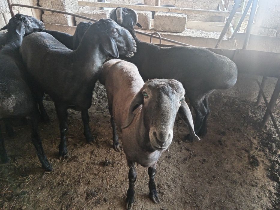 Qoshqor qochqorlar bor Toshkent shaxar boylap Dastavkamiza xizmatlarim