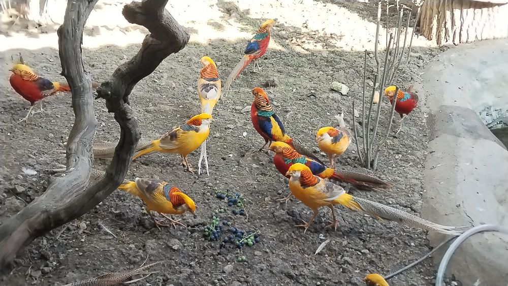 Fazani exotici auriu pe roșu , păuni ,rate mandarin .
