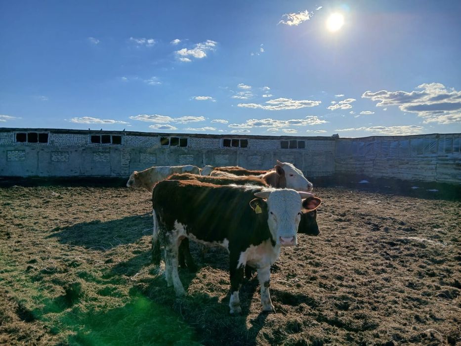 10 бас 1жастан аскандар
