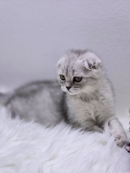 висЛоуХие КотИки  2 мес.приВиты