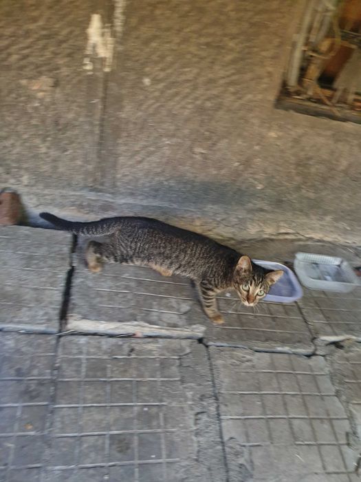 Обява за малко коте
