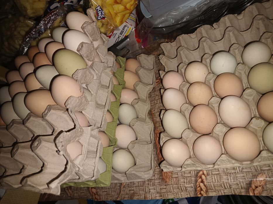 Oua de gaina preț 1,5 lei