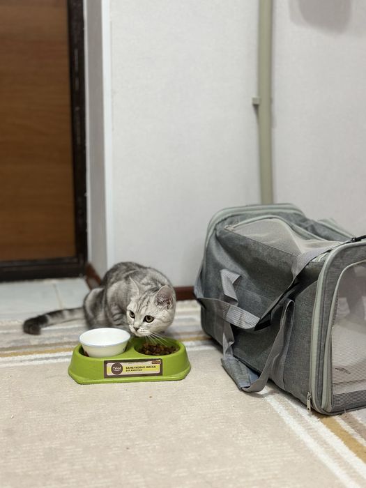 Шотланд мысық сатылады.