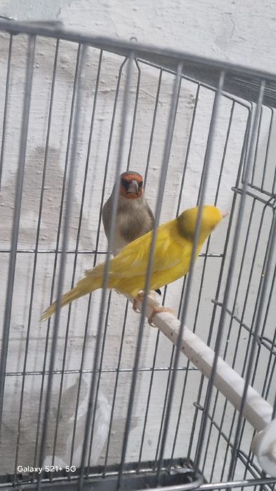 Продаются сюда головы футбол больше двух лет