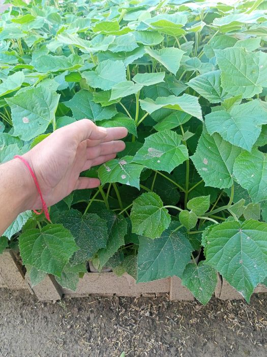 Павловния оригинал сорт Шанг тонг в большом асортимнте