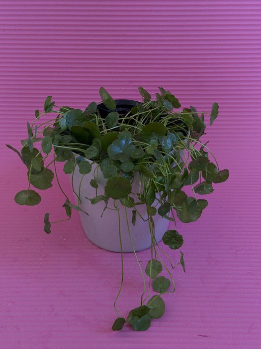 Дихондра на гидропонике