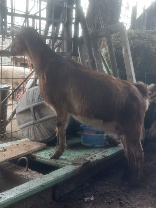 Capre anglo nubiene metis