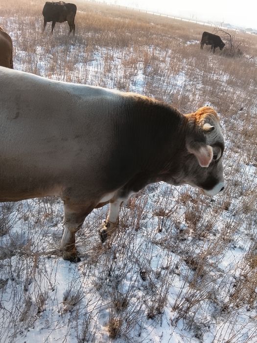 Бык швед на племя