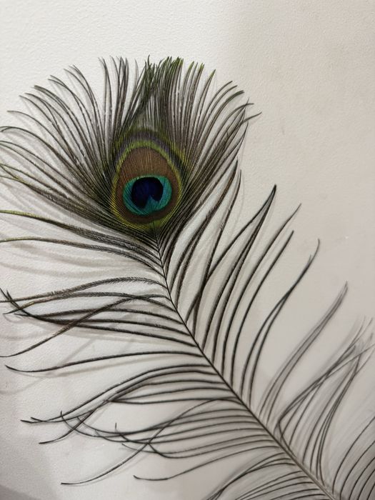 Продаются крылья павлина