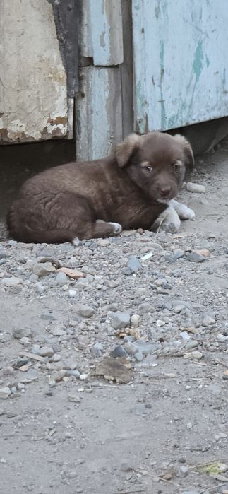 Щенок девочка с.Байсерке