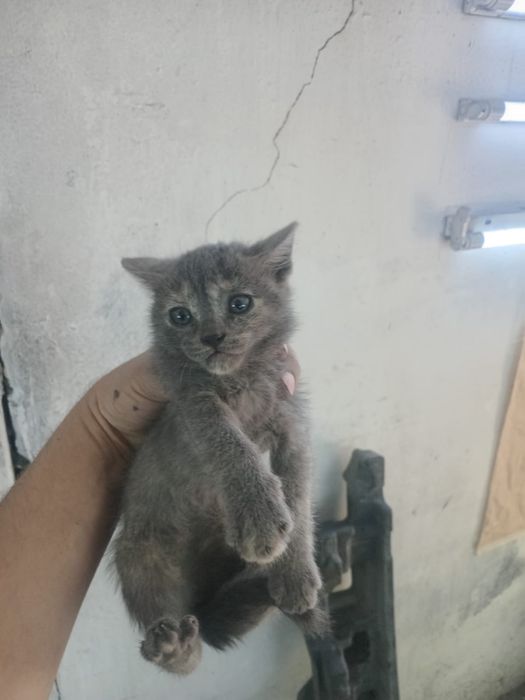 Отдам котят в добрые руки!