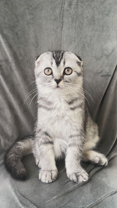 40000тг шотланский выслоухо