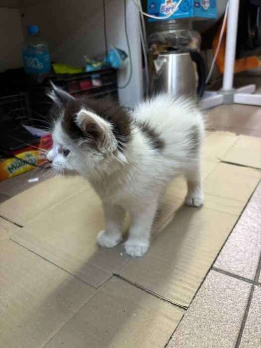 Отдам котенка, мальчик