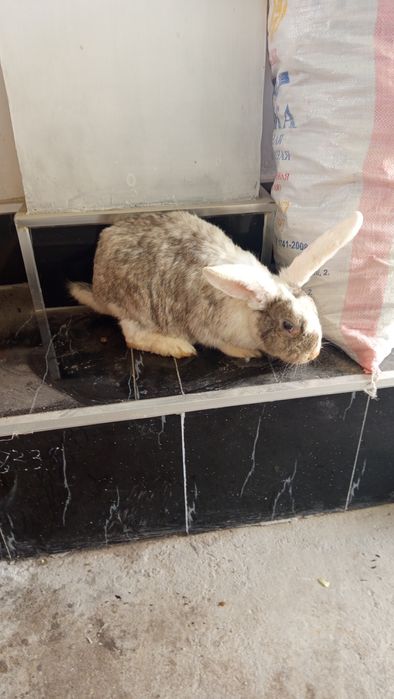 Продаются месячные крольчата