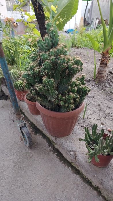 Kaktus va aloe xona gulllari