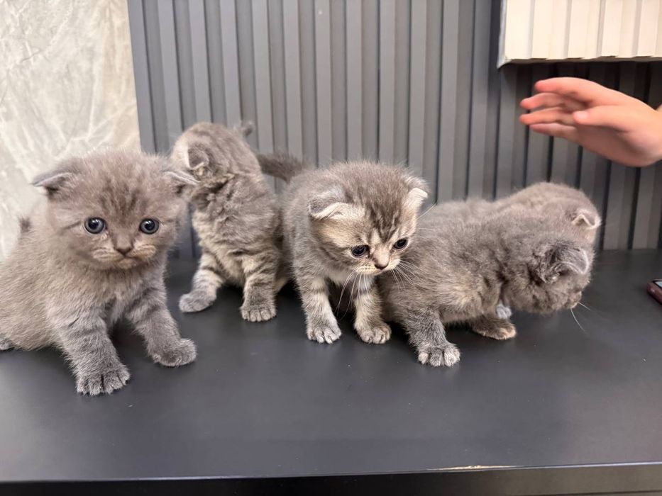 Чистокровные котята Скотиш Фолд
