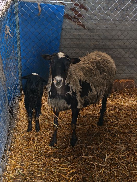 Рамановские бараны