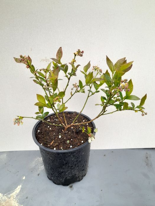 Боровинка (Синьо Злато)/Vaccinium Blue gold