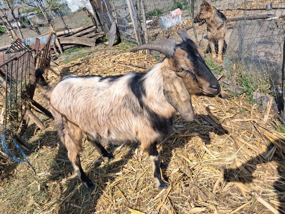 Tap anglo nubian schimb cu capra!