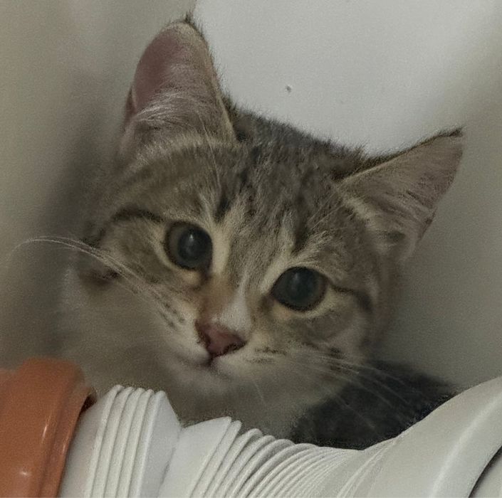 Отдам в добрые руки