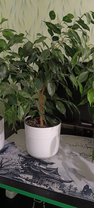 Фикусы 2 годика пушистые