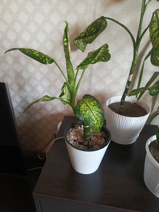 Прода цветы диффенбахия