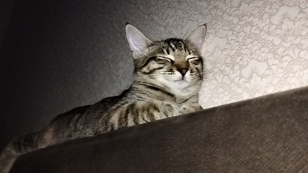 Кошечка 3-4 мецеца девочка