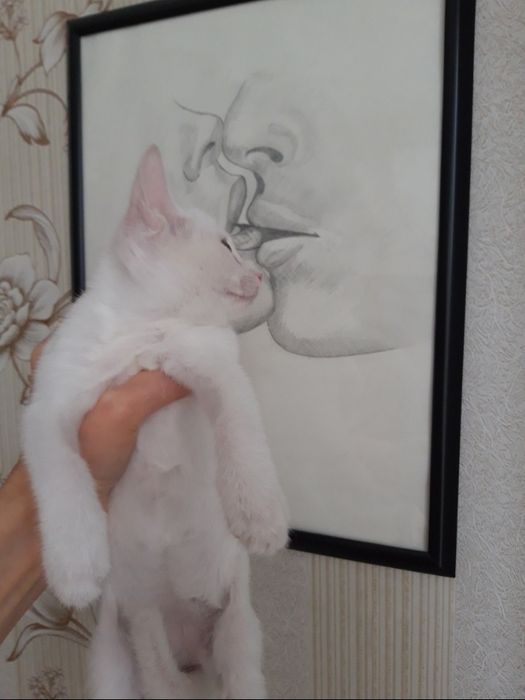 Котята в добрые руки.