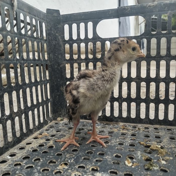 Kurka jo'jalari 1 oylik bo'lgan sotiladi
