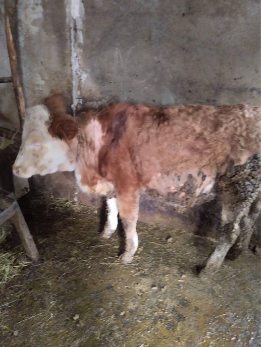 Продавам женски телета