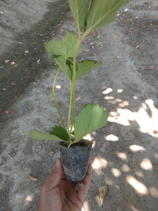 Qlupnay kochat Kareyskiy