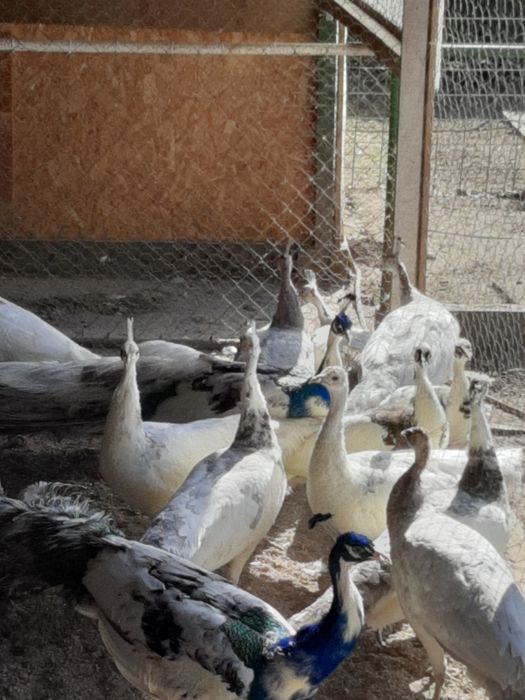 Păuni tineri diferite culori