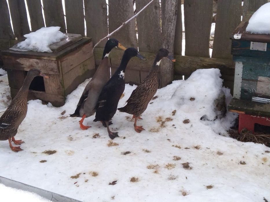 Vând , schimb rațe alergătoare indiene