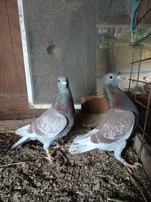 Vand porumbei voiajori